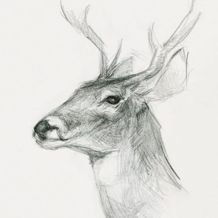 deer sketch