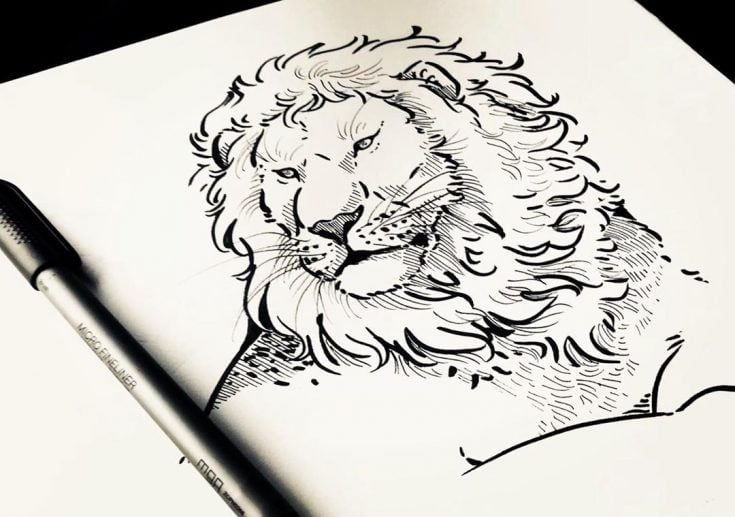 lion drawing