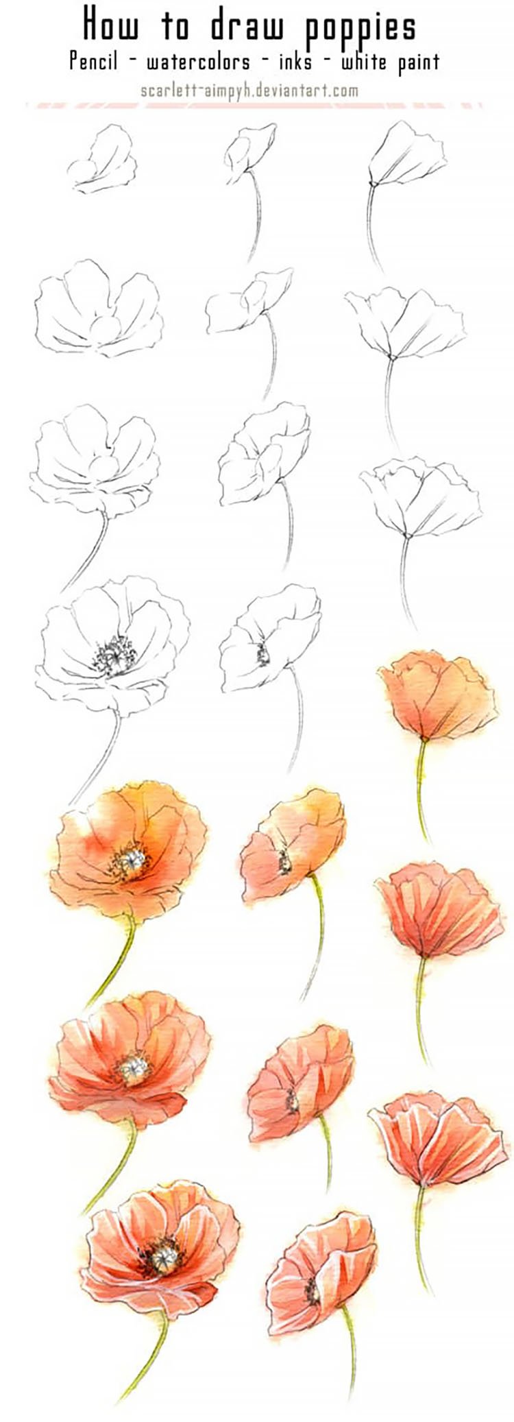 HOW TO DRAW POPPIES