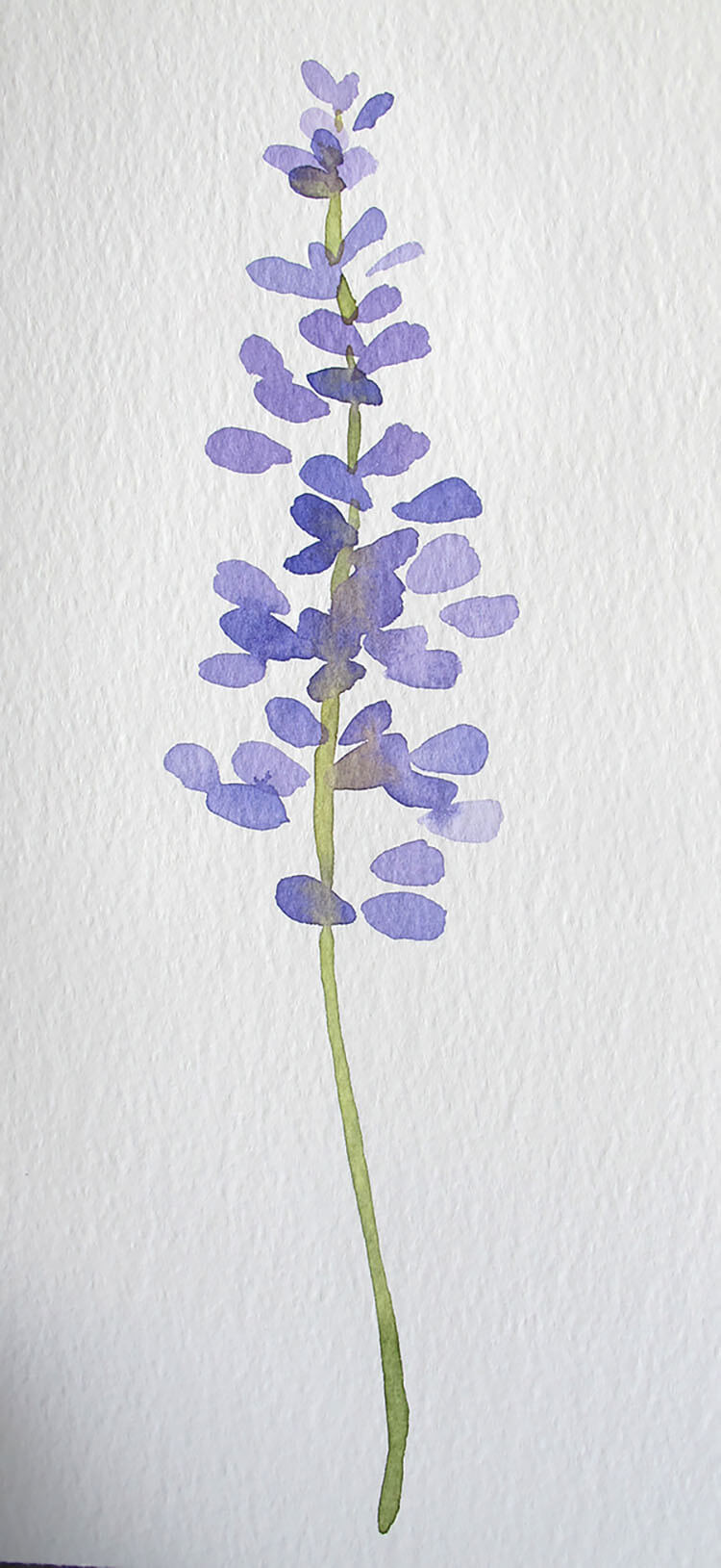 watercolor lavender