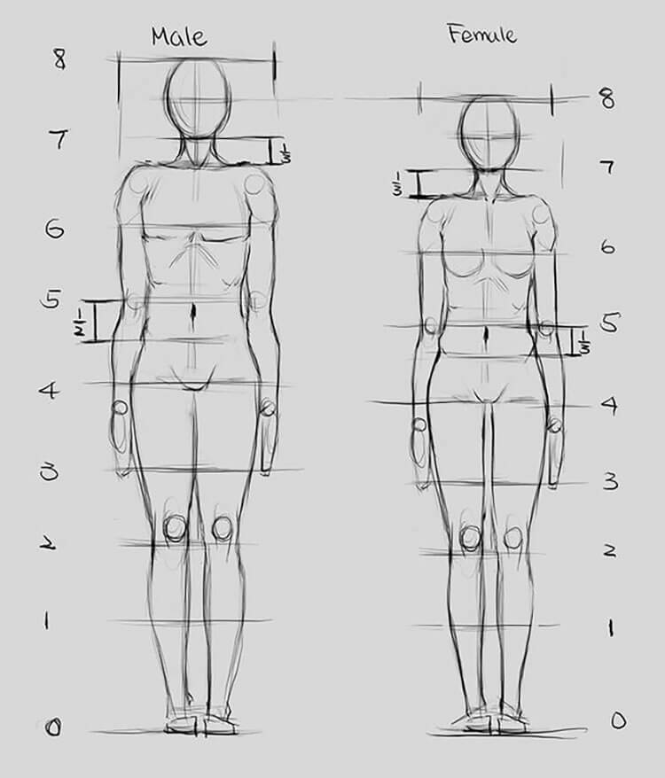 male and female anatomy