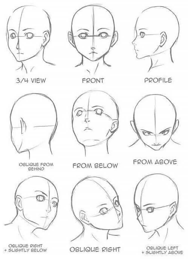 face anatomy