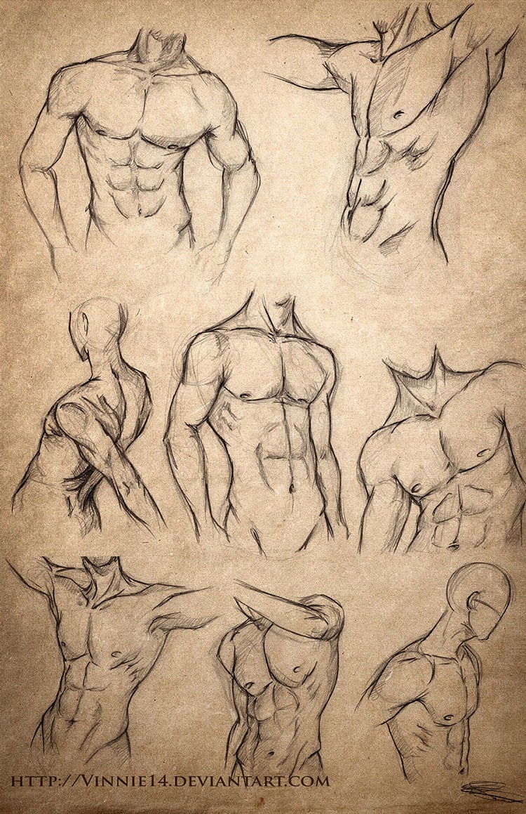 male body anatomy