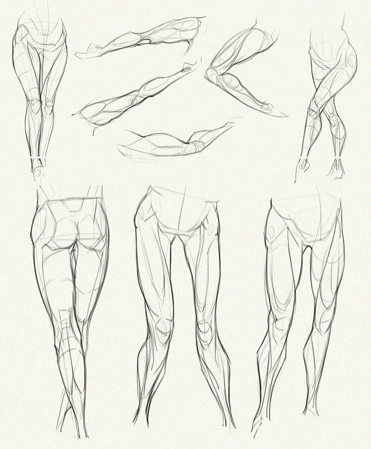 legs anatomy