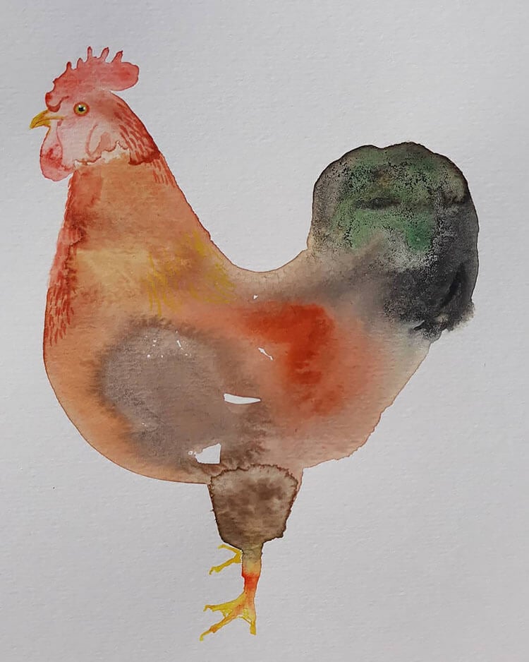watercolor chicken 