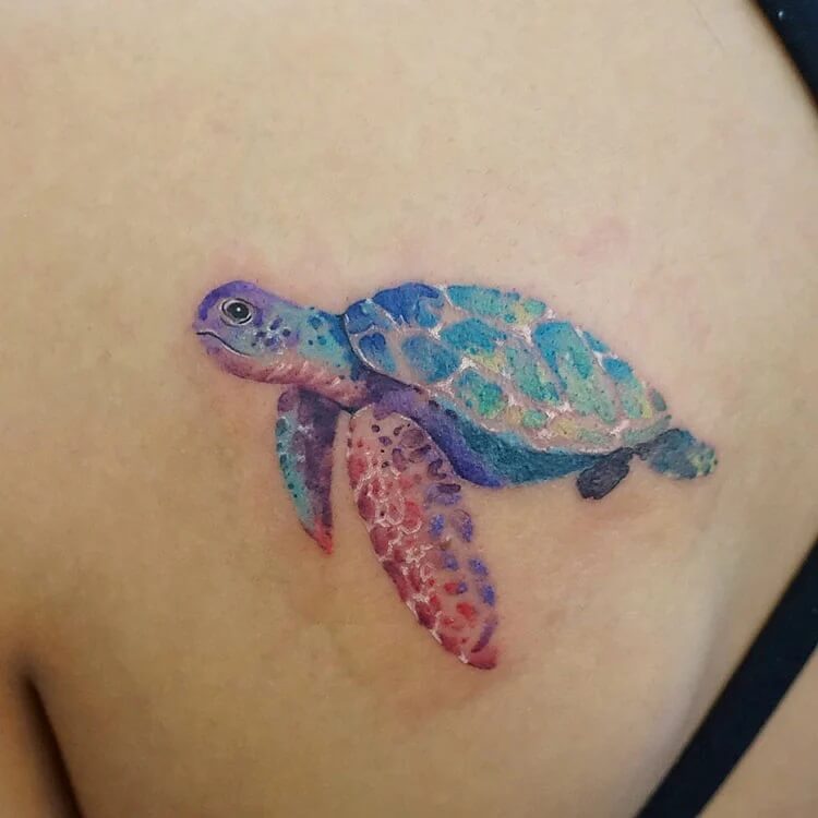 swimming turtle