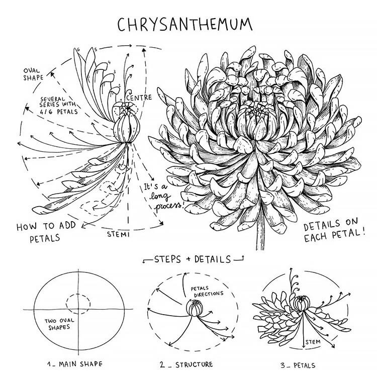 CHRYSANTHEMUM