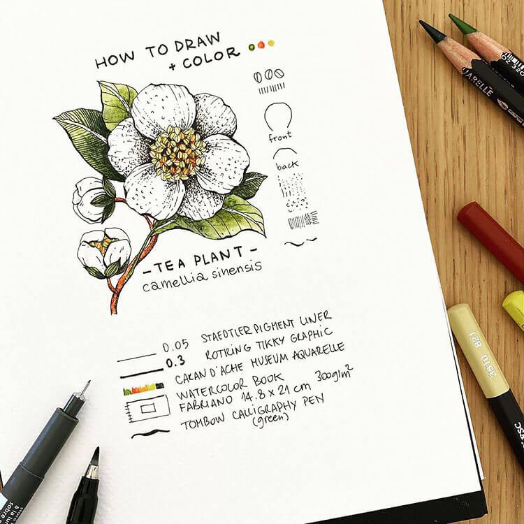 HOW TO DRAW AND COLOR A CAMELLIA