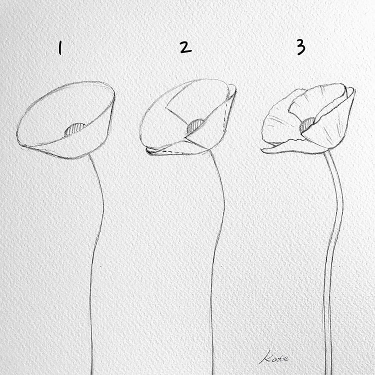 How to Draw a Poppy Flower