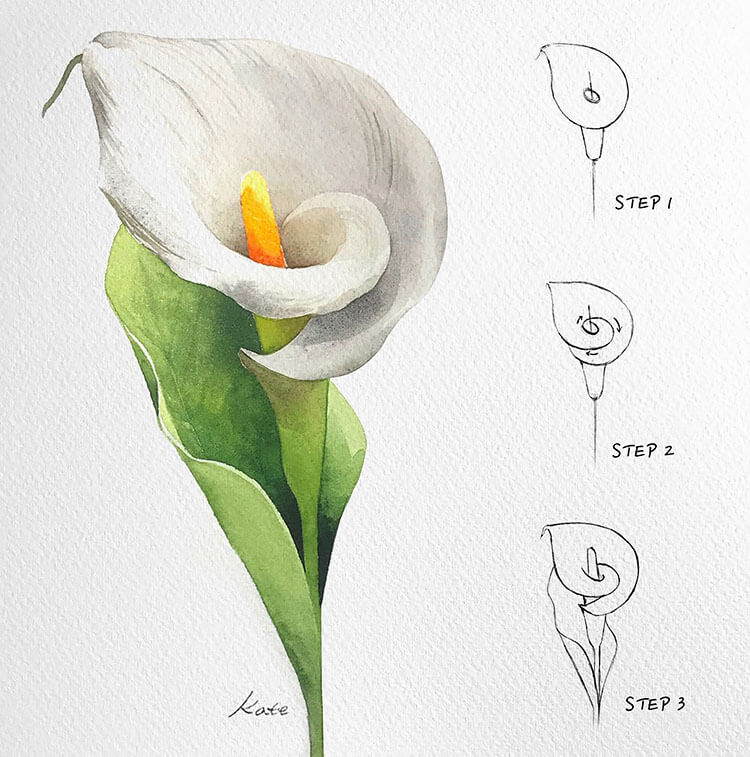 How to Draw a Calla Lily