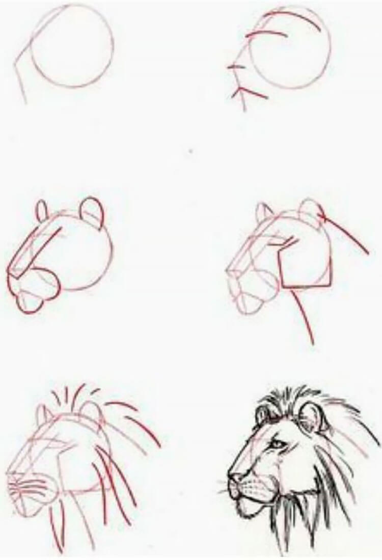 HOW TO DRAW A LION