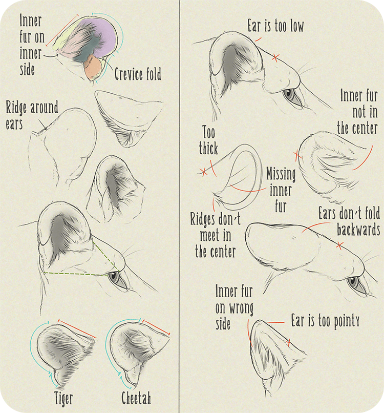 HOW TO DRAW BIG CAT EARS