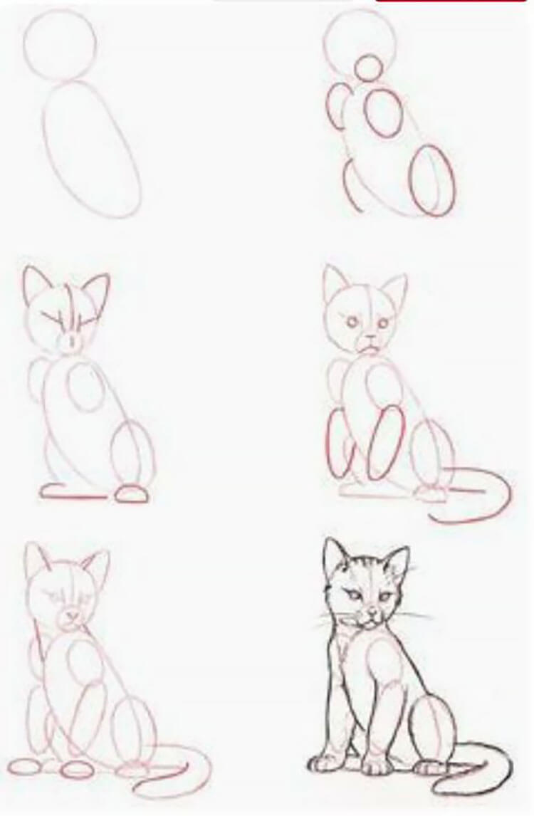 HOW TO DRAW A REALISTIC CAT