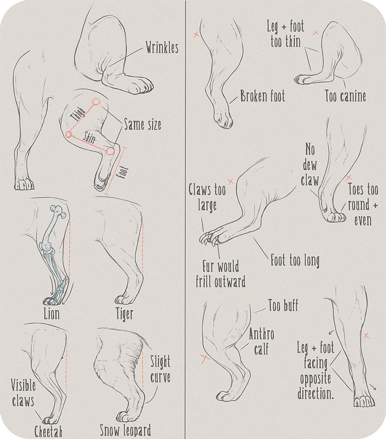 HOW TO DRAW A BIG CATS LEGS AND FEET