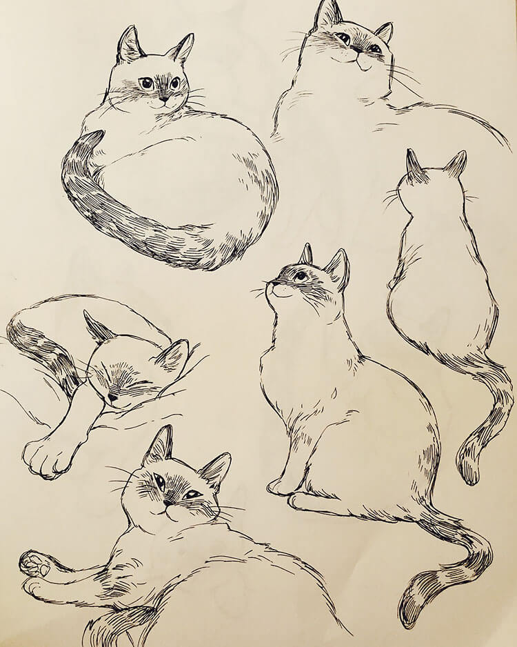 CUTE CAT SKETCHES