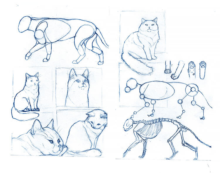 CAT STUDIES