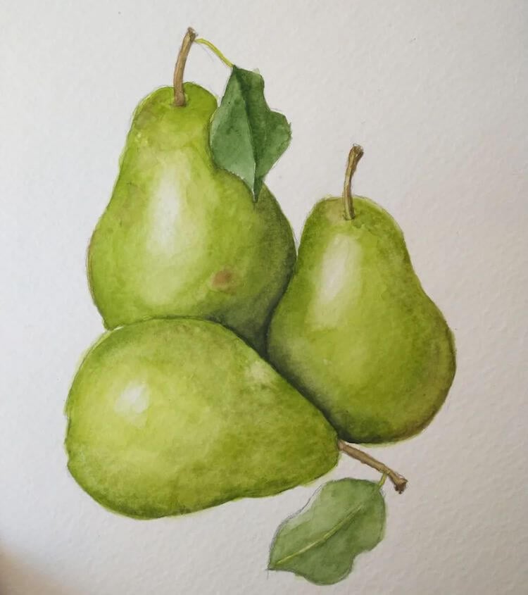 three watercolor pears