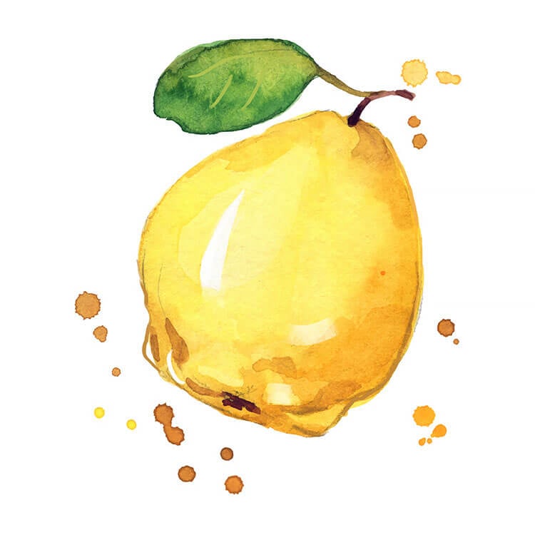 Watercolor Quince