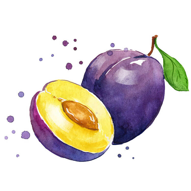 Watercolor Plum