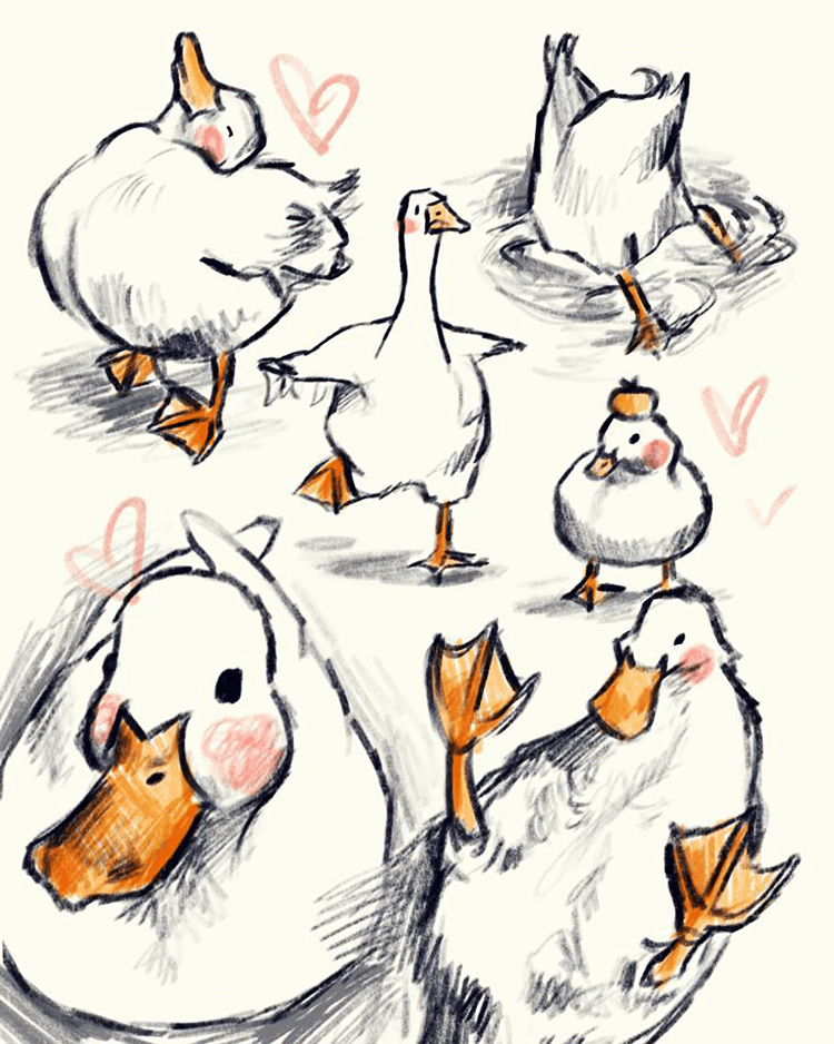 Duck Sketches